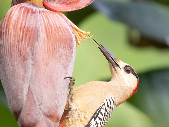 West Indian Woodpecker, Cuba