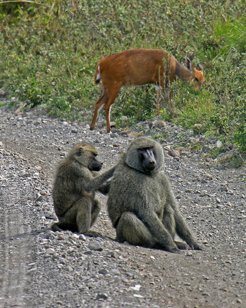 Baboons and Impala