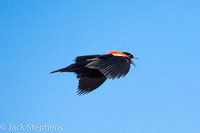 Red-headed Blackbird