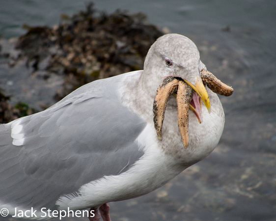Glaucous-winged Gull with Sea Star
