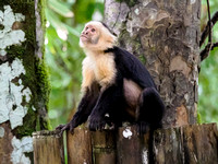 White-faced Capuchin Monkey