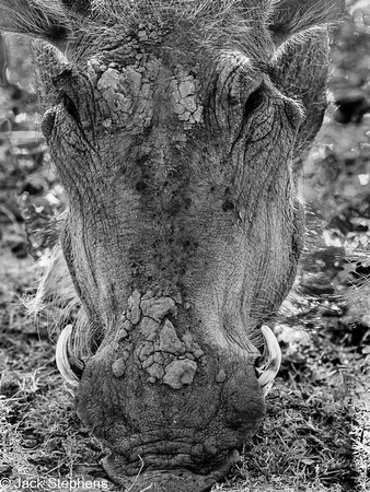 Warthog, Zambia