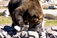 Grizzly (captive)