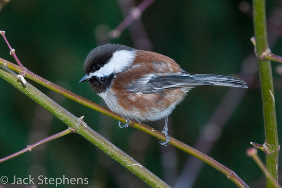 Chestnut-bacled Chickadee