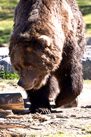 Grizzly (captive)
