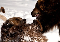 Grizzley Tussle (captive)