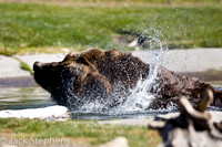 Grizzly Bath (captive)