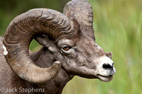 Big-horned Sheep