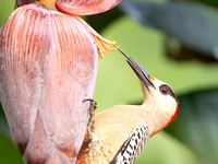 West Indian Woodpecker, Cuba