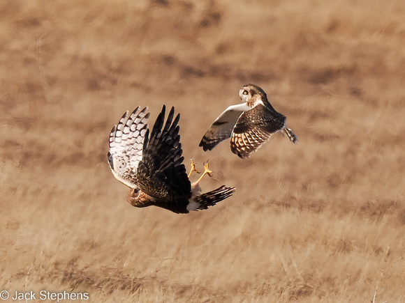 Owl and Harrier