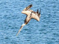 Brown Pelican-2
