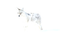 Coyote ghost