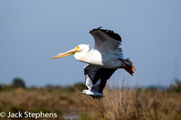American White Pelican and Bonapartes Gull