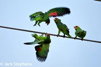 Red-fronted Parrots