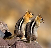 Ground Squirrels, Crater Lake, Oregon