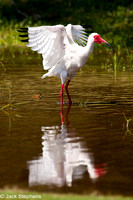 White Ibis,  Pine Island, Florida