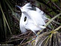 Snowy Egret, St. Augustine, Florida