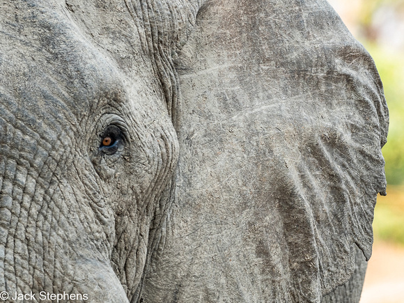 Elephant, Zambia