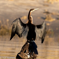 Chobe River-photos