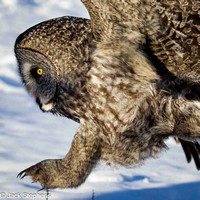 Great Gray Owl, Ontario