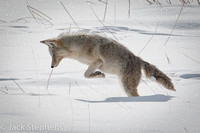 Coyote Snow Hunt