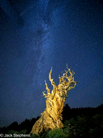 Bristlecone Pine 2