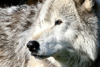 Wolf (captive)