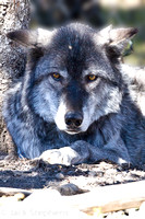 Gray Wolf (captive)