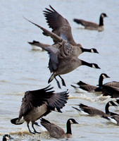 Geese, Ducks, Grebes and Loons